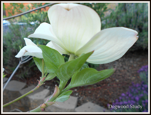 Dogwood Nature Study - bracts