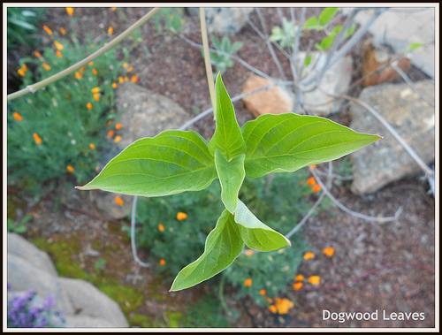 Dogwood Study - Leaves