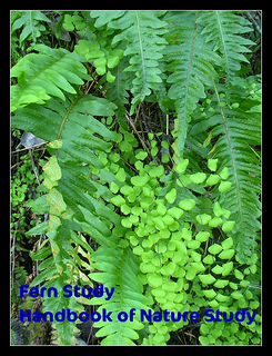 Fern Study Button