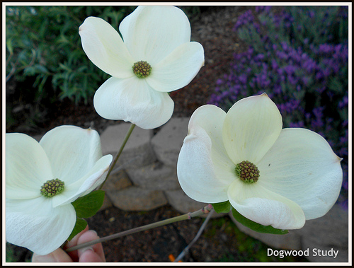 Dogwood Study - flowers and bracts