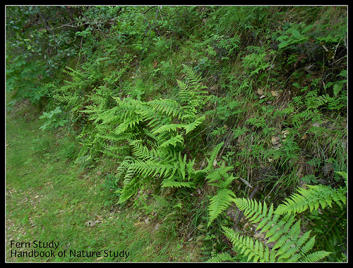 Ferns Red Shack button