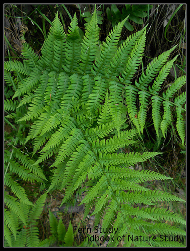 Wester Sword Fern button