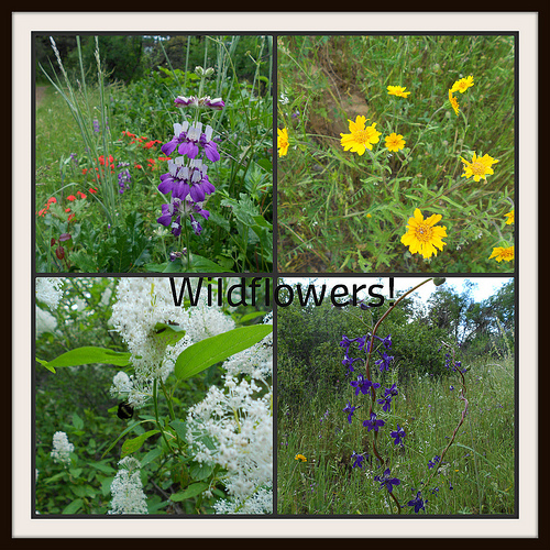 Wildflower Collage May 2012