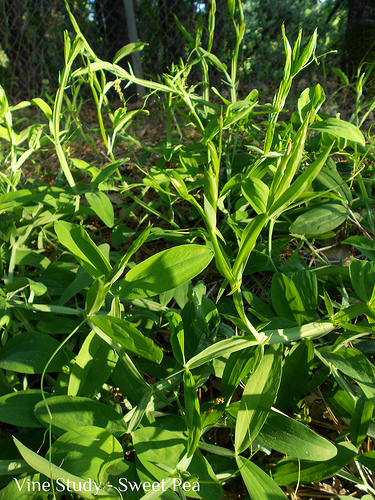 Vine Sweet Pea