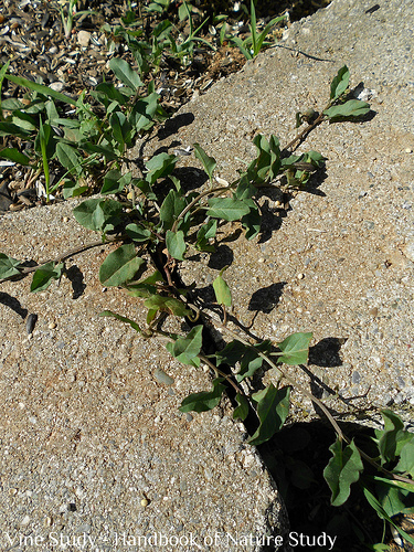 Vine Hedge Bind Weed