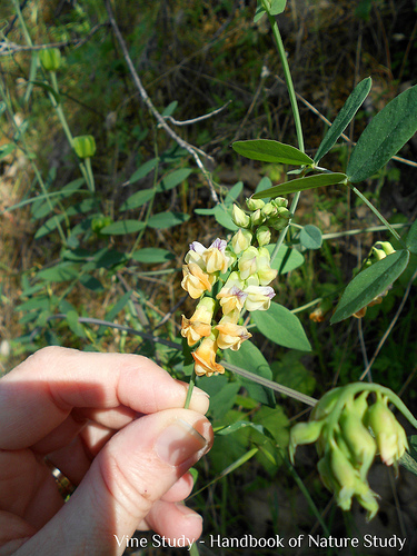 Vine Sulphur Pea