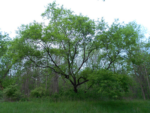 Woods Near Ithaca New York - Beautiful Tree