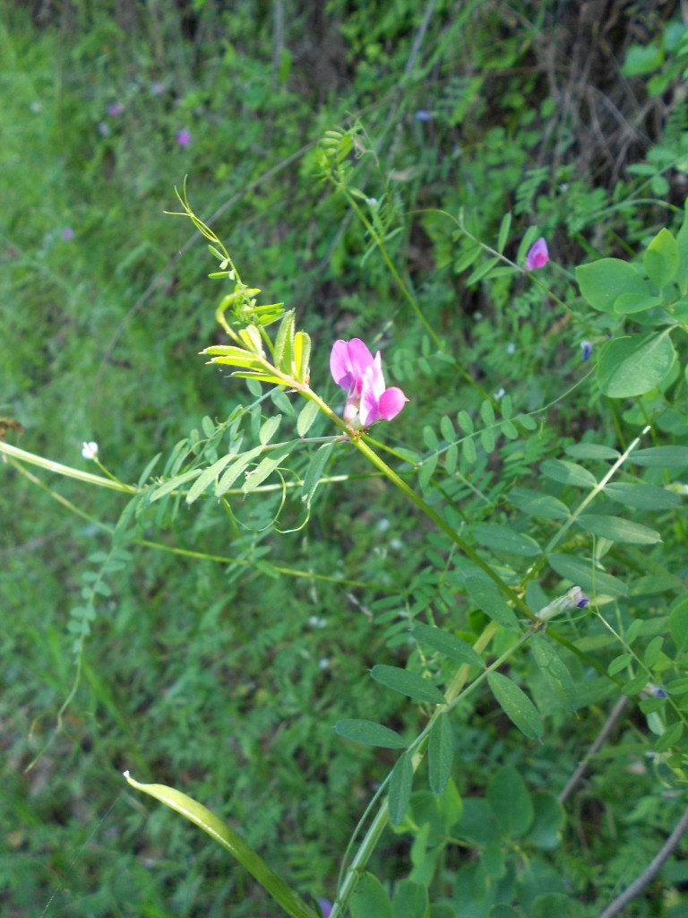 Vetch 1