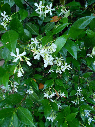 Star Jasmine