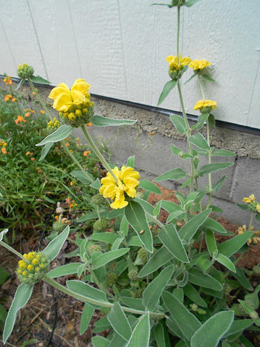 Jerusalem Sage