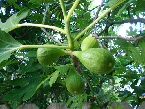 Figs on the Tree