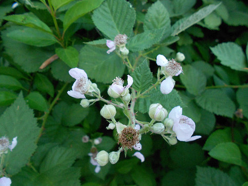 Blackberries - Early June