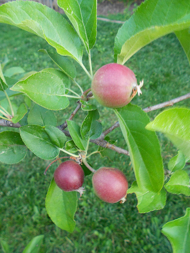 Apples - June 2012