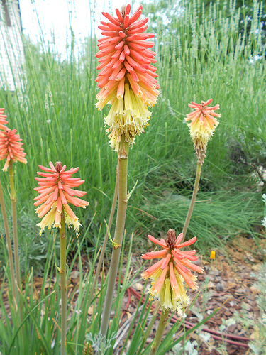Red Hot Pokers June 2012