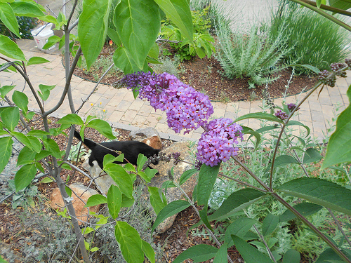 Purple Butterfly Bush