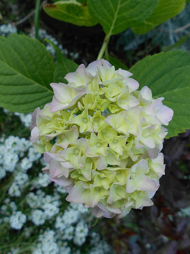 Hydrangeas (1)