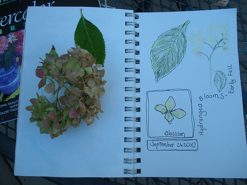 Hydrangea Nature Journal - with watercolor pencils