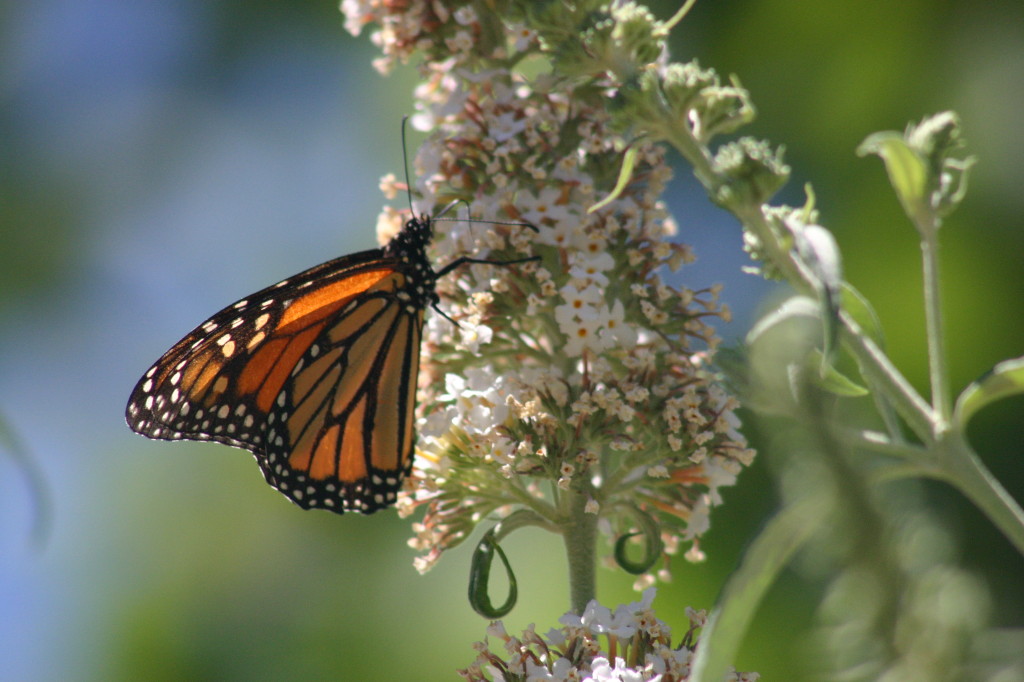 Monarch Butterfly in Garden