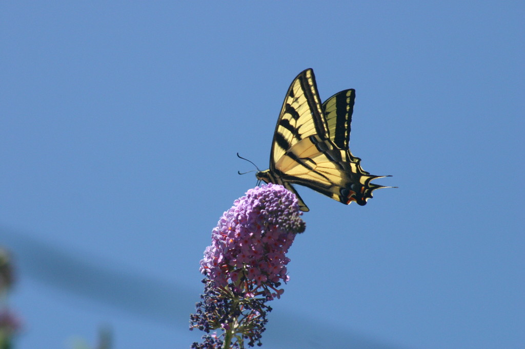 Butterfly garden June 2012 (21)