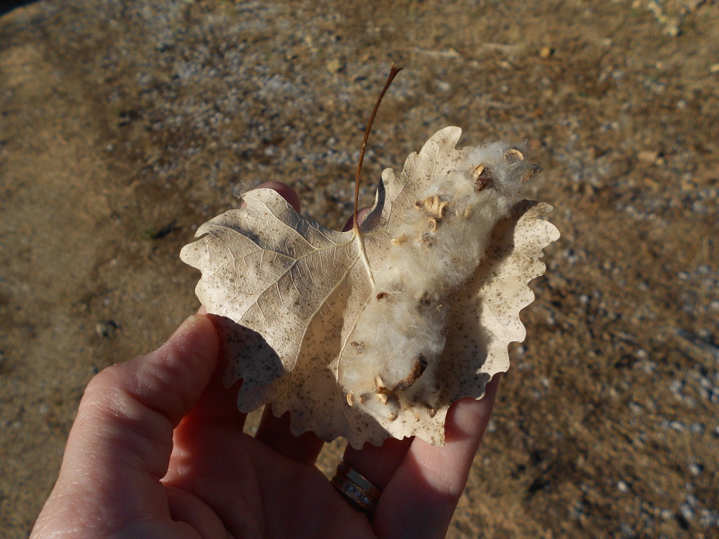 cottonwood june 2012 (1)