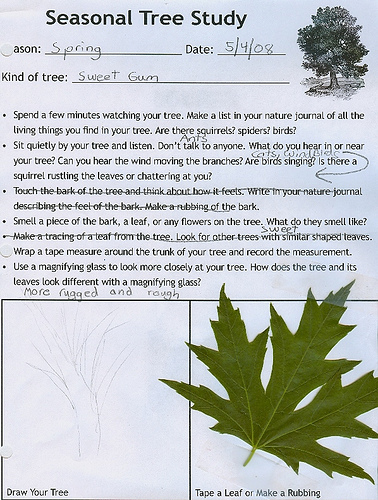 tree study spring -age 12