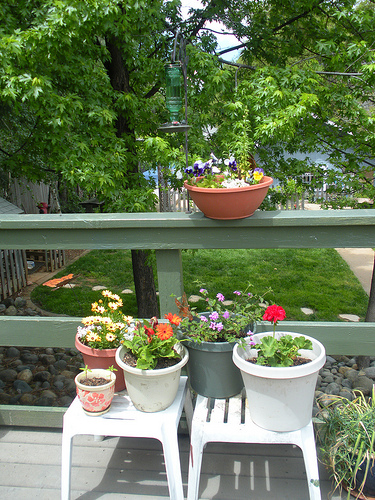 Hummingbird Feeder and Potted Plants