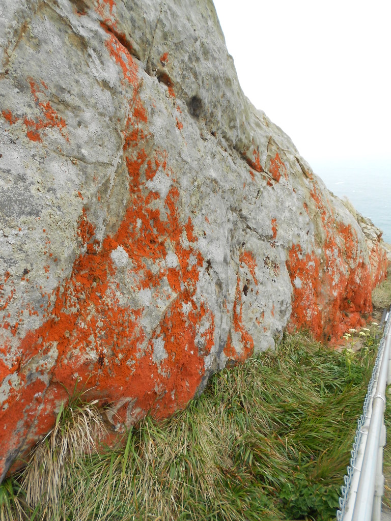 Point Reyes lichen 1