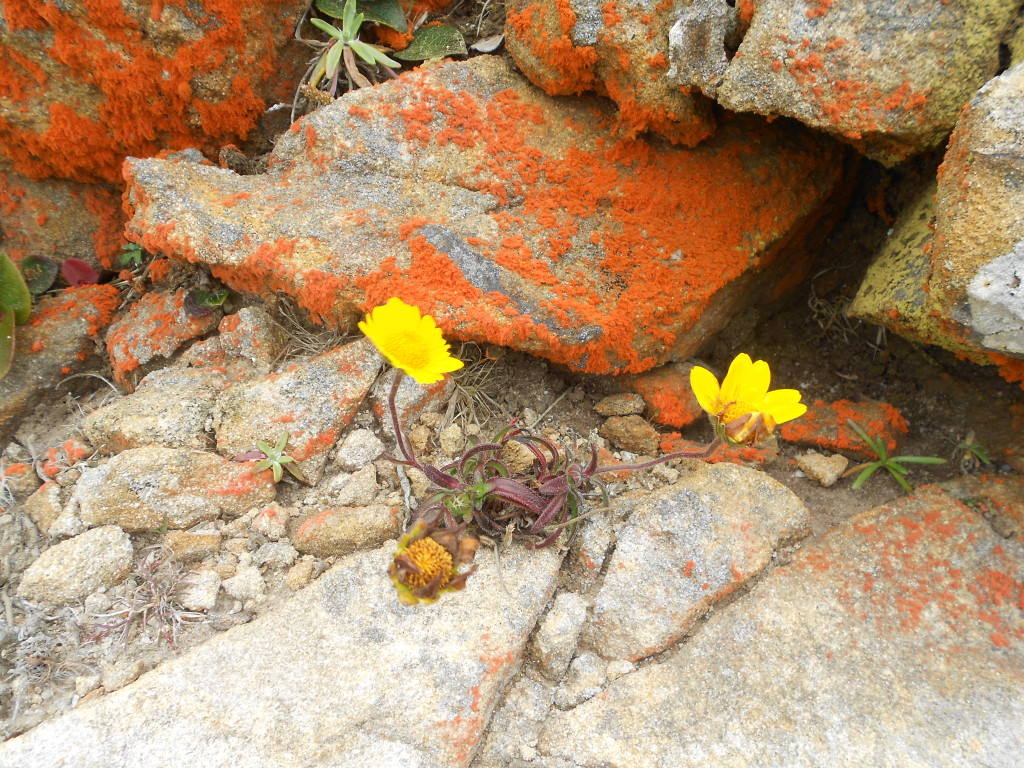 Reyes lichen and wildflowers