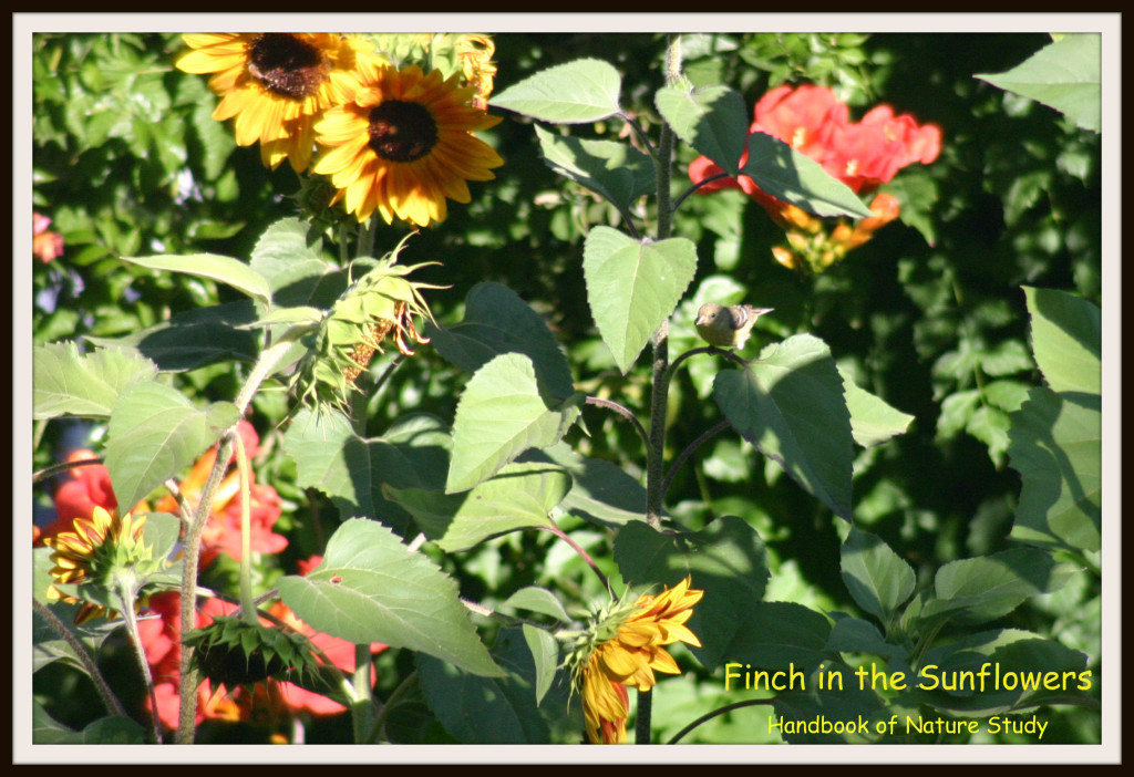 Finch in the Sunflowers