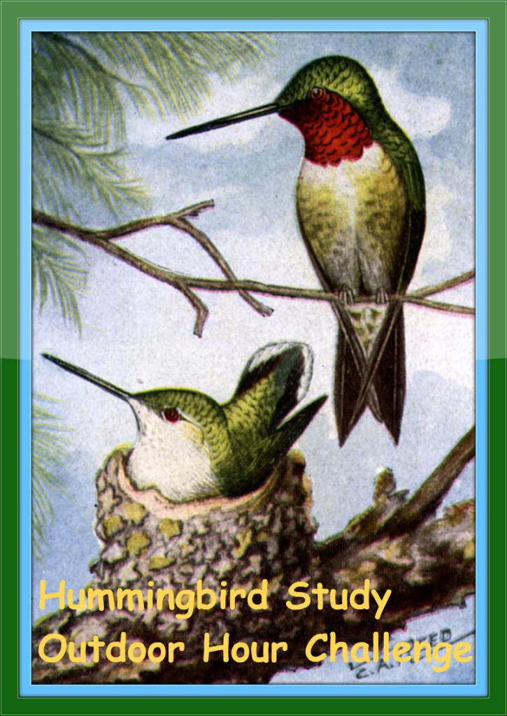 Hummingbird Challenge - Button