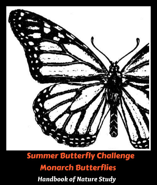 Monarch Butterfly nature Study @handbookofnaturestudy