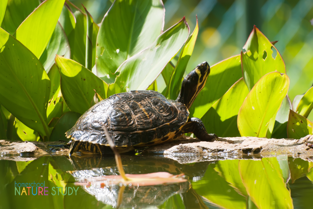 Learn about pond life, pondweed and a pond habitat with this fun turtle nature study for homeschool. Includes activities for tortoises and microscopic pond life.