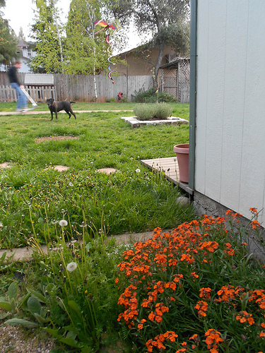 Backyard - Early Spring