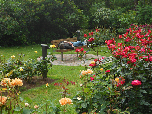 Shores Acres Rose Garden 1