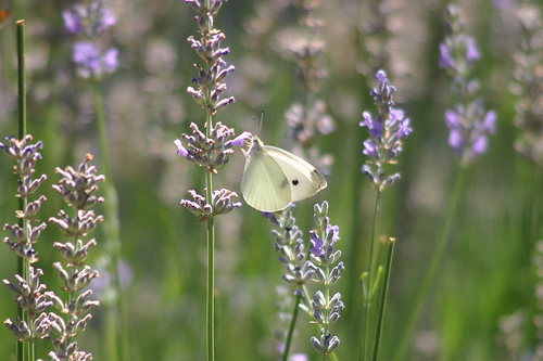 Cabbage White butterfly