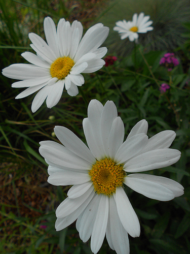 White Daisies