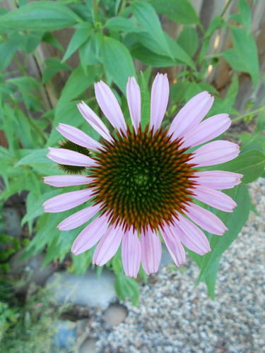 Coneflower