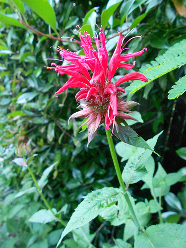 Bee Balm