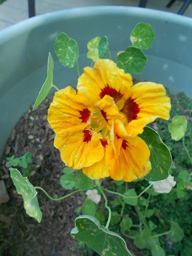 Nasturtium