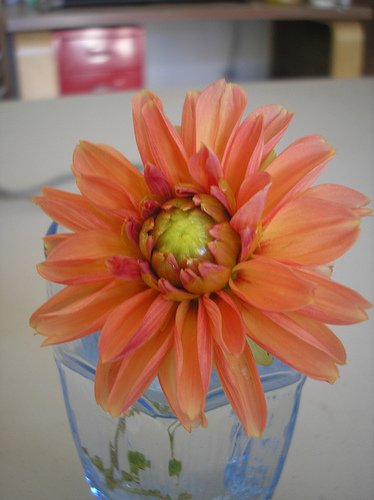 Light Orange Dahlia from the container garden