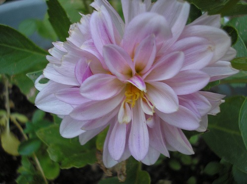 Dahlia in a Container