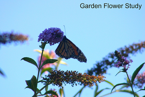 Monarch on the Butterfly Bush
