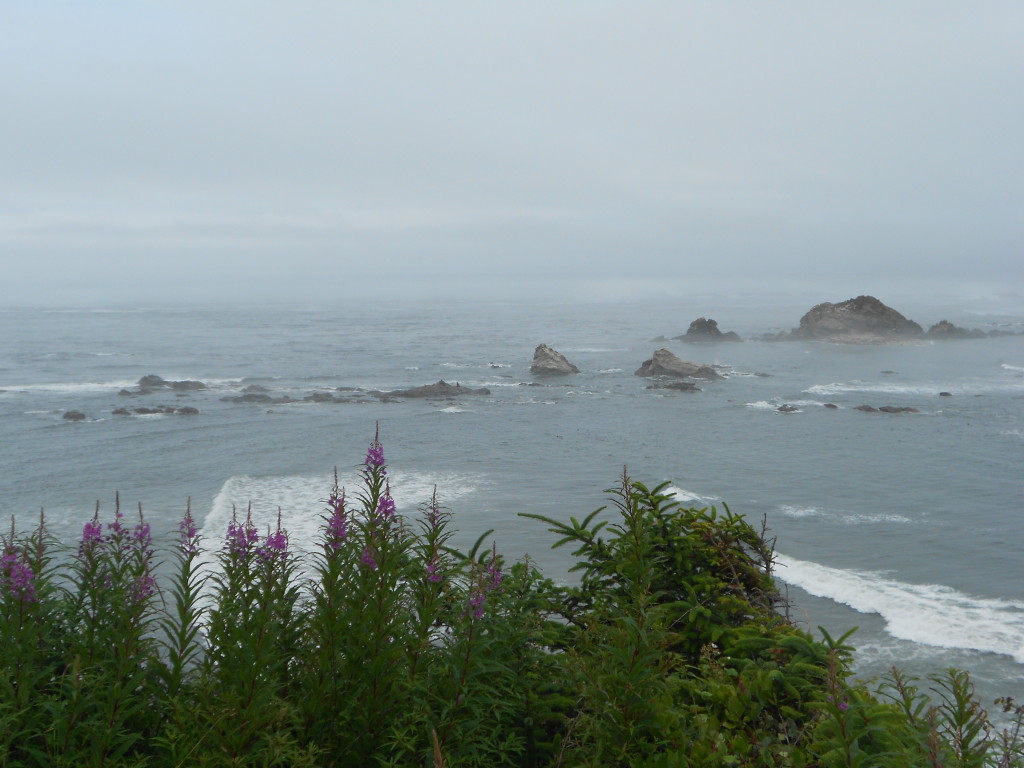 Cape Arago (3)