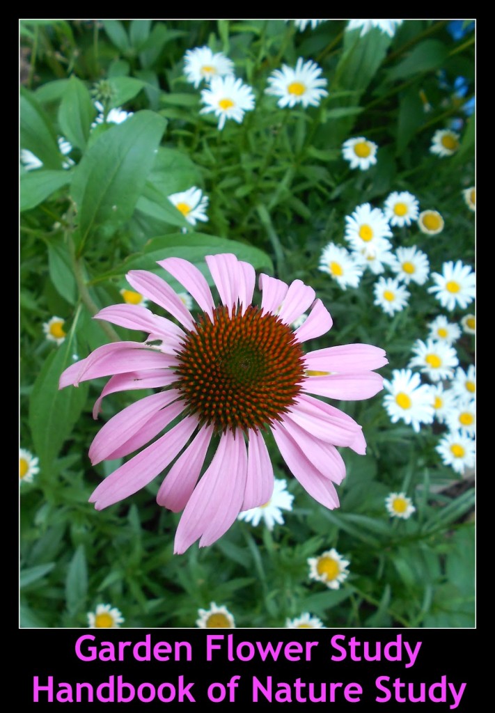 Garden+Flower+Nature+Study+Button.jpg