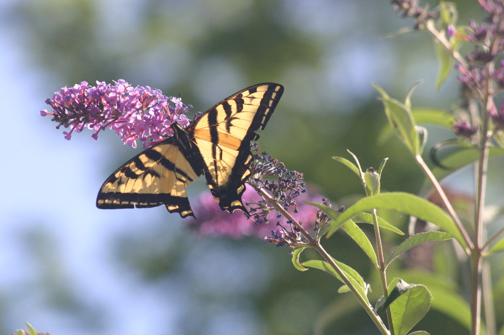 Swallowtail on butterfly bush