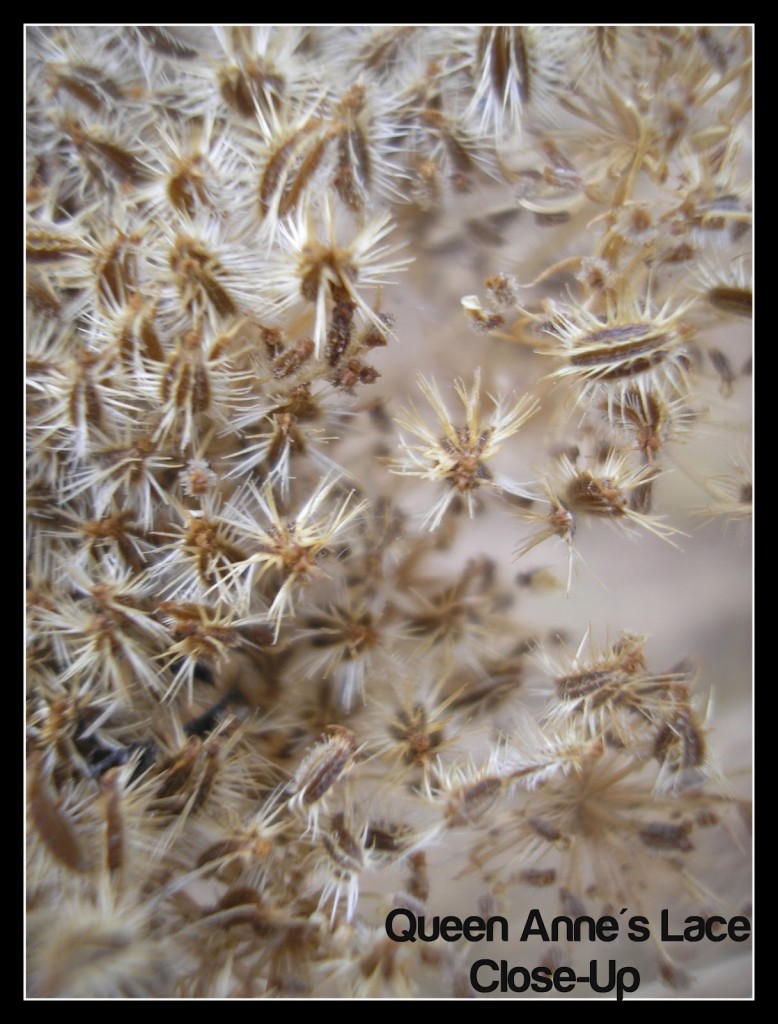 Queen+Annes+Lace+close+up+seeds.jpg