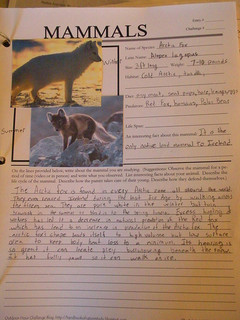 arctic fox notebook page