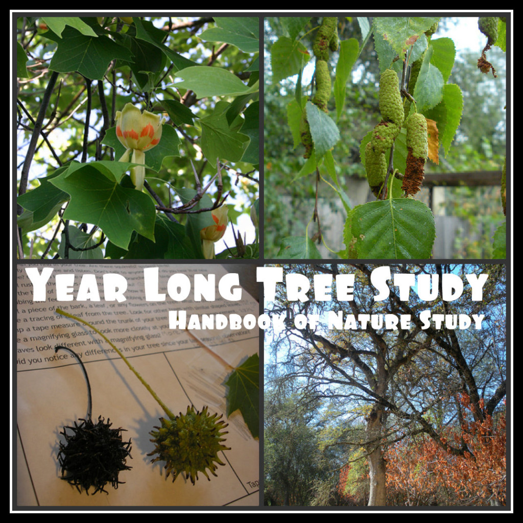 year+long+tree+study+button.jpg