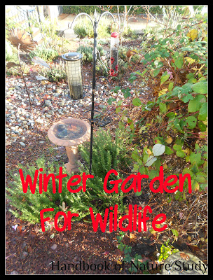 Winter+Garden+for+Wildlife+@HBNatureStudy.jpg