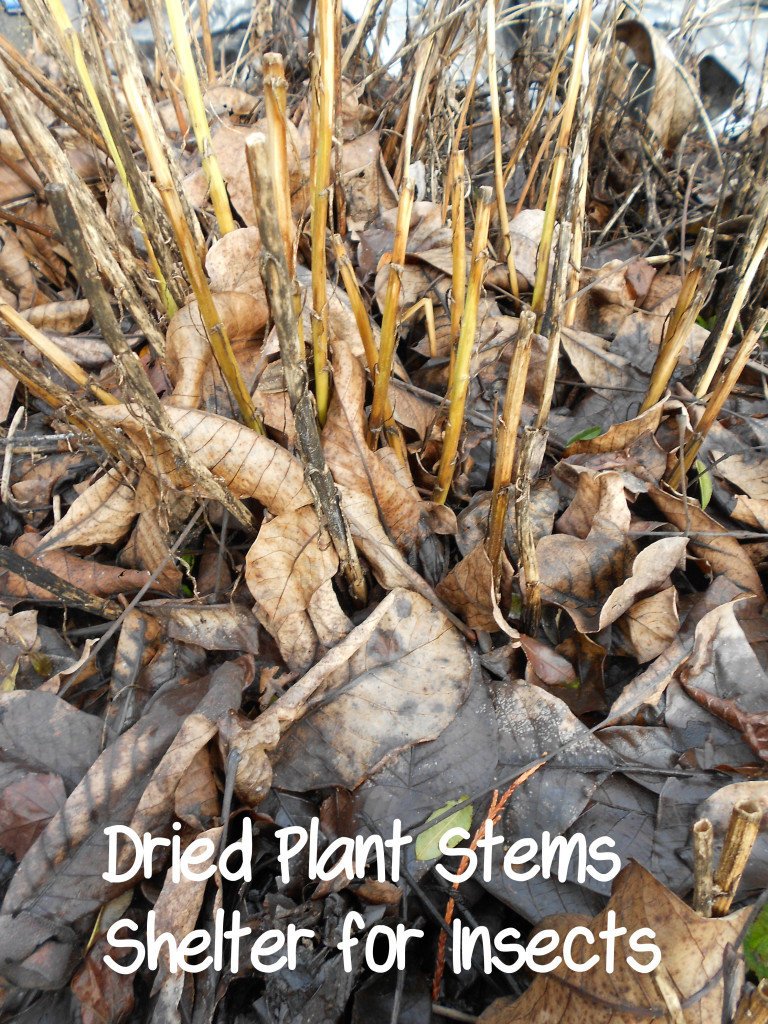 Dried plant stem shelter for insects @HBNatureStudy